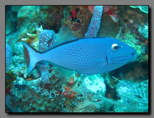 sargassum triggerfish